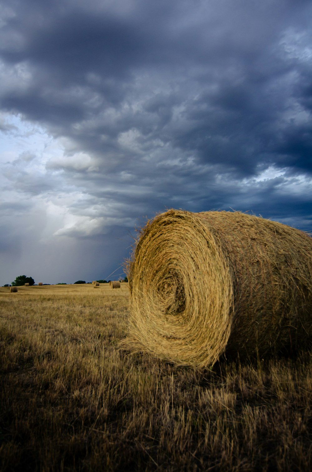 brown hay close-up photography