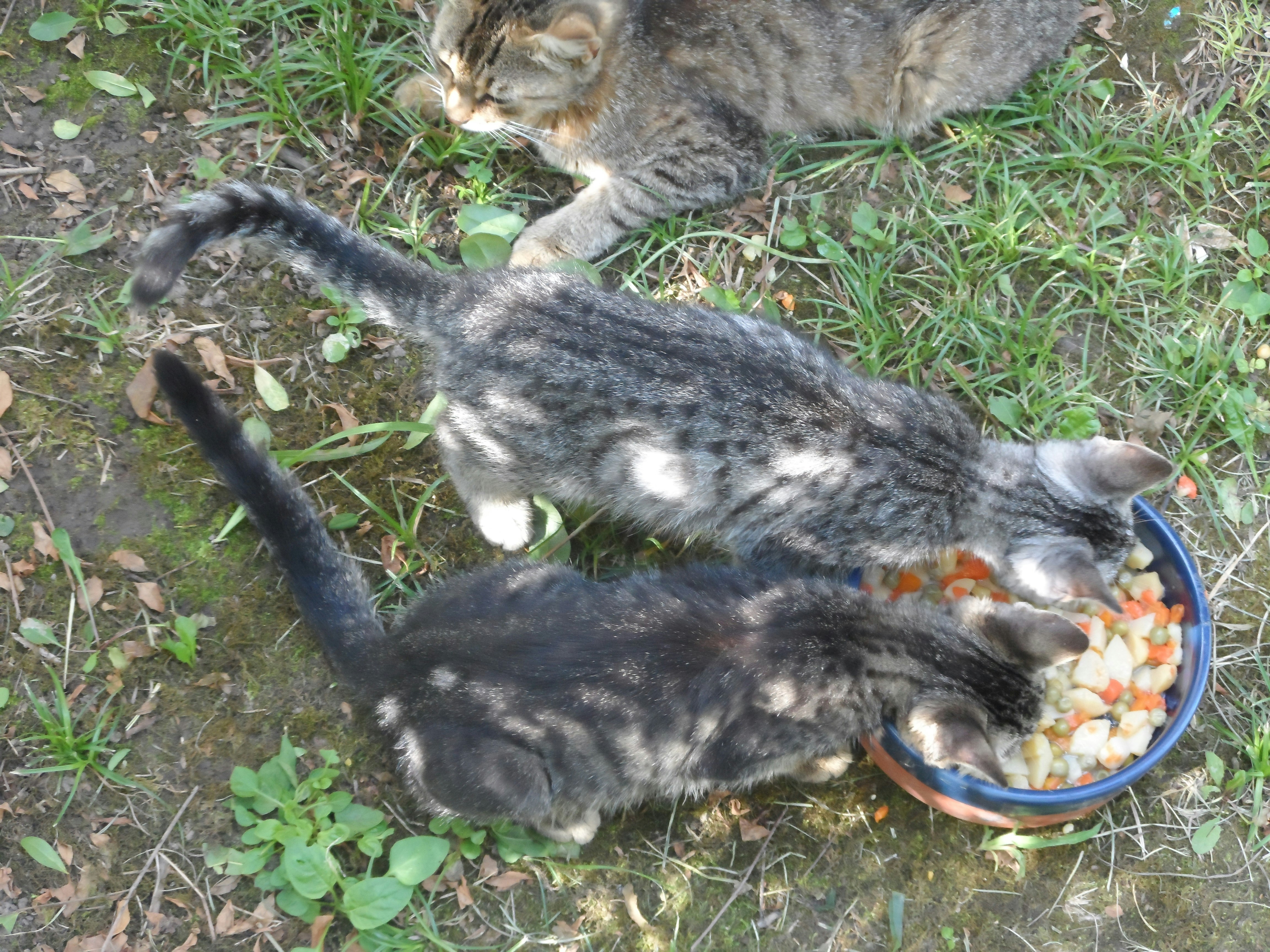 Makanan Kucing Berkualitas Allen