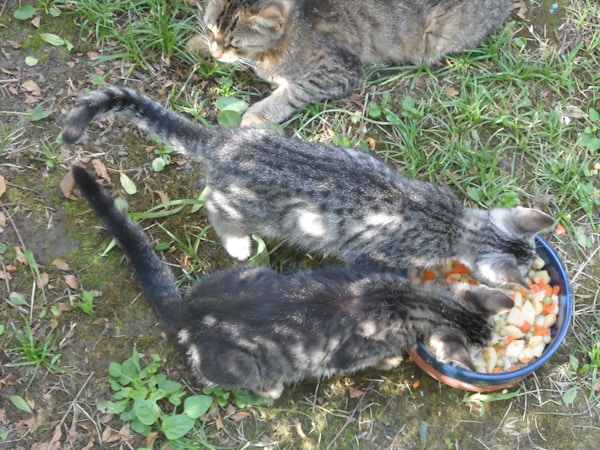 Halal Cat Food for Health