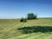 A vast field with freshly mown grass creating parallel lines across the landscape. In the background, a group of trees stands on a slight hill, under a clear blue sky.