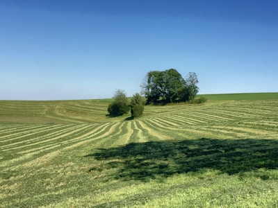 A freshly mowed lawn with neat, crisp stripes under a bright sunny sky.