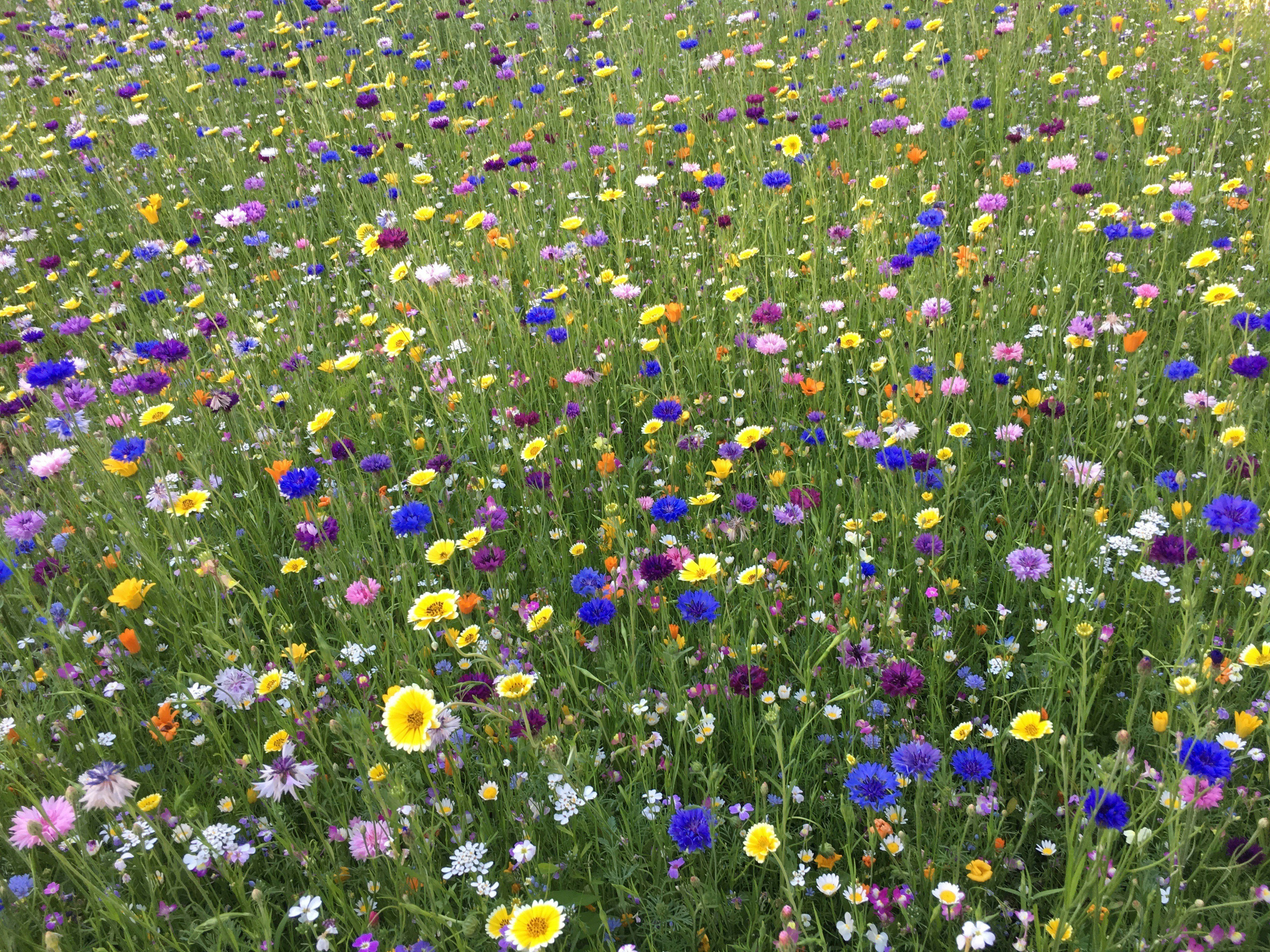 Wildflower Meadow Pictures Download Free Images on Unsplash