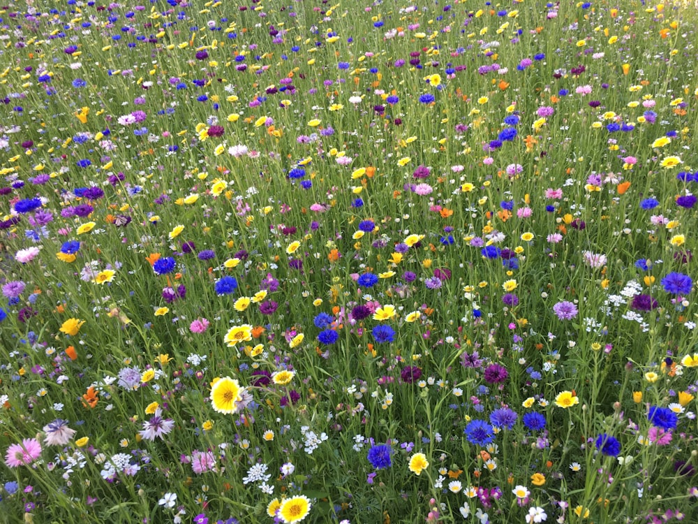 field of white, blue, and yellow-petaled flowesr