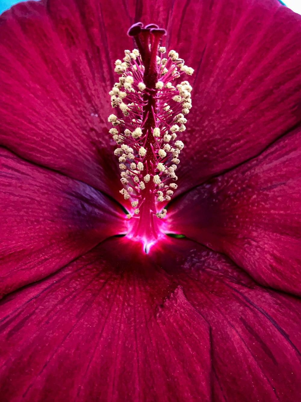 red petaled flower