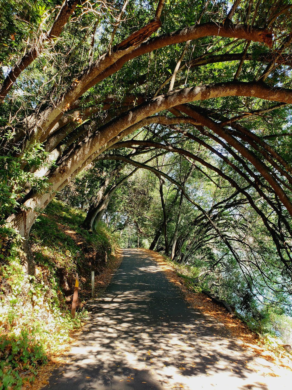 pathway between trees