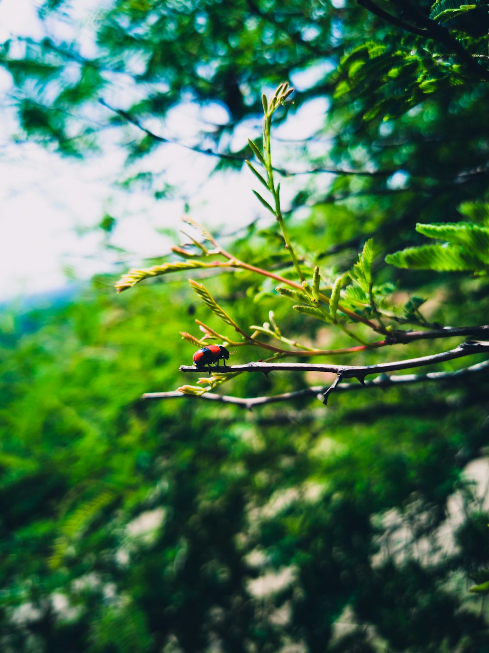 green-leafed plant