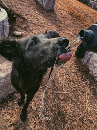 A black dog is drinking water from a bottle being poured directly into its mouth. The background consists of dry grass and stones.