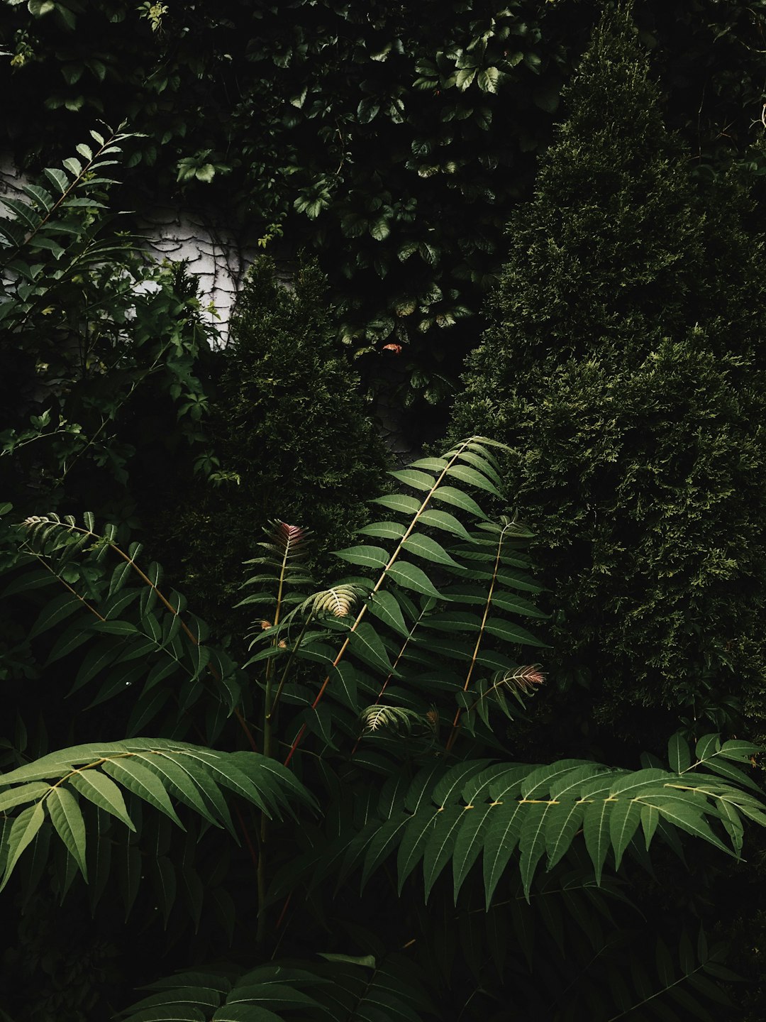 green leafed plants