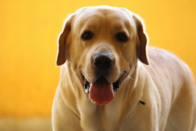 Yellow Labrador Retriever standing against a bright yellow background with tongue out.