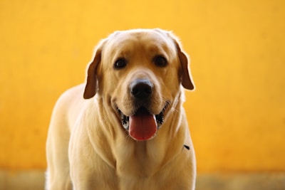 Close-up of a Labrador retriever proudly holding a training dummy in its mouth.