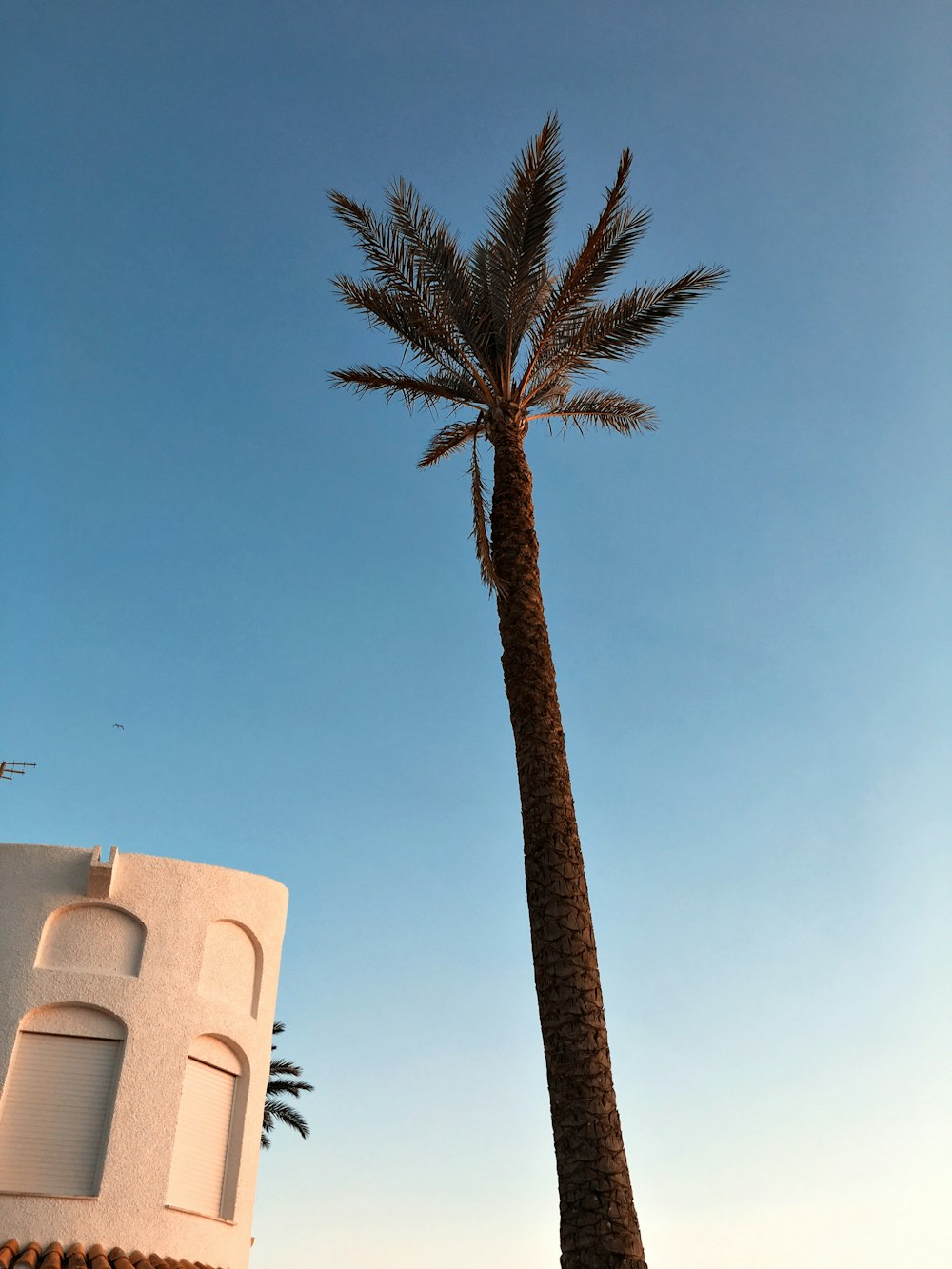 brown and green tree under blue sky at daytime