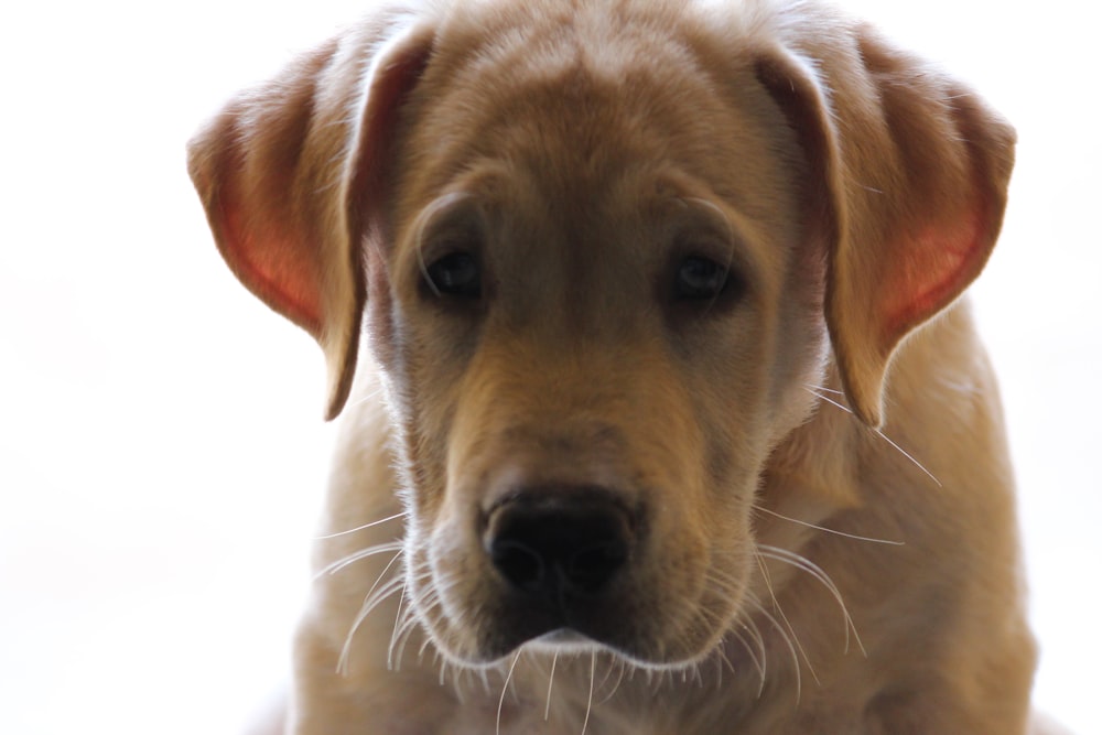 short-coated brown puppy