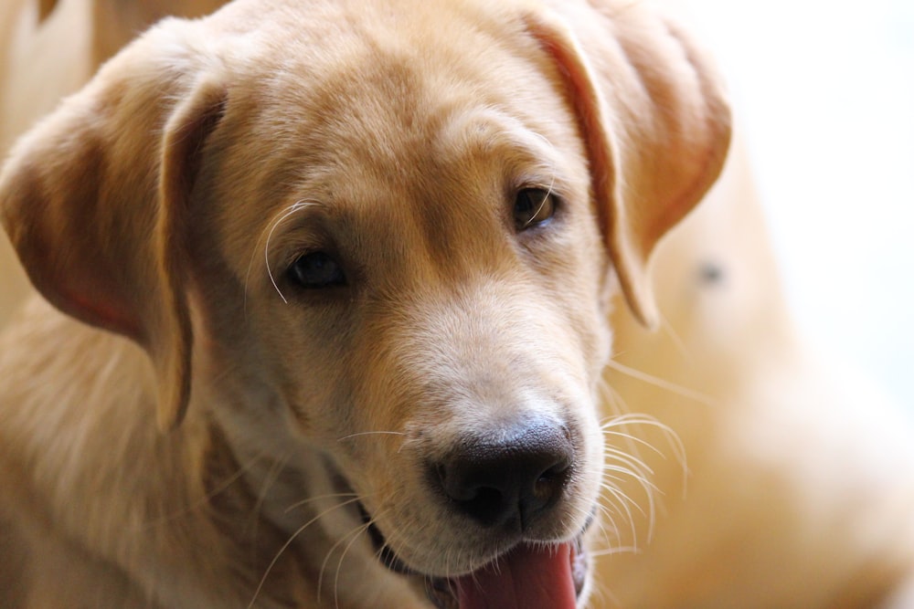 yellow Labrador Retriever