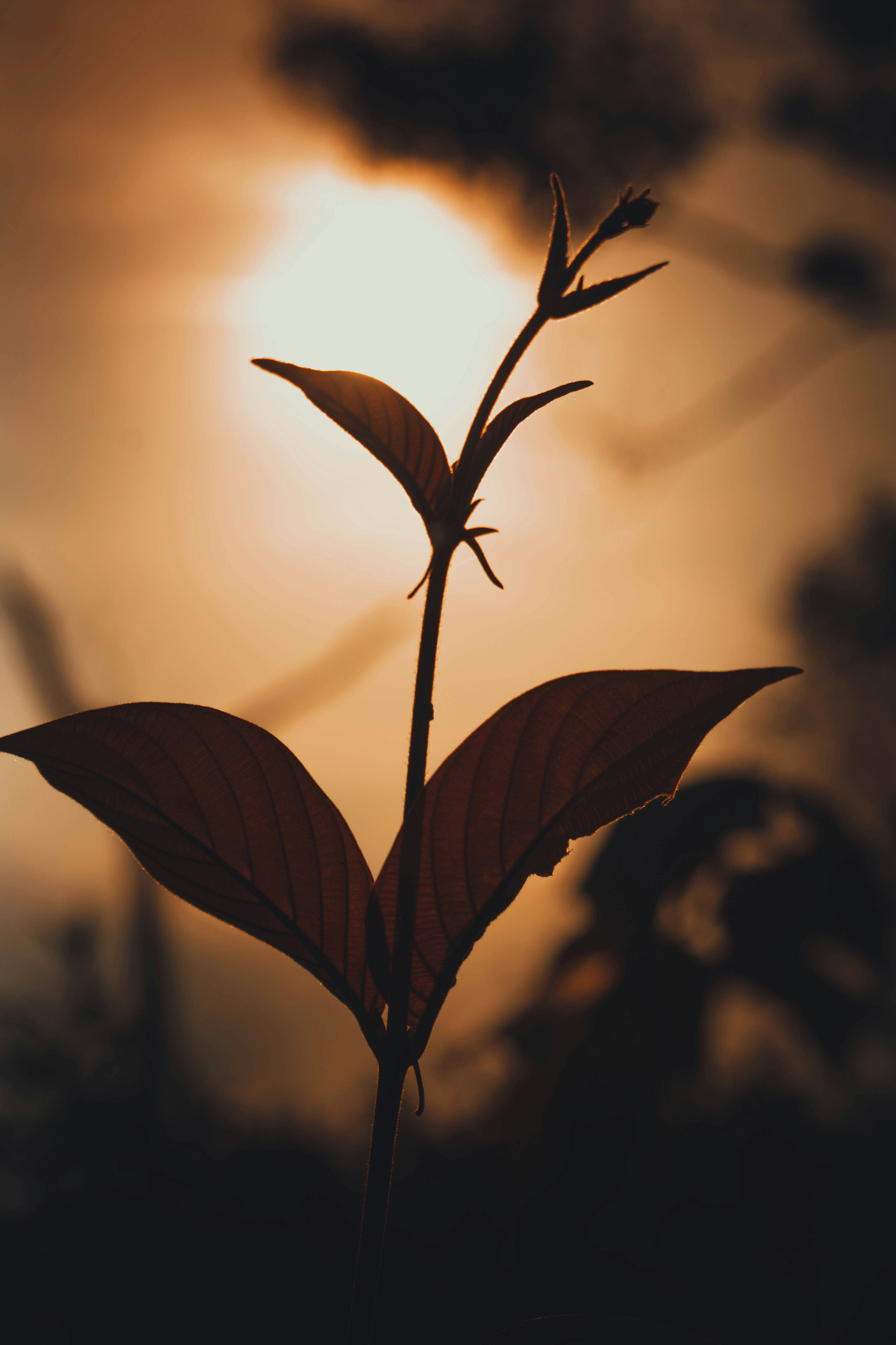 Photo by fazlyshah