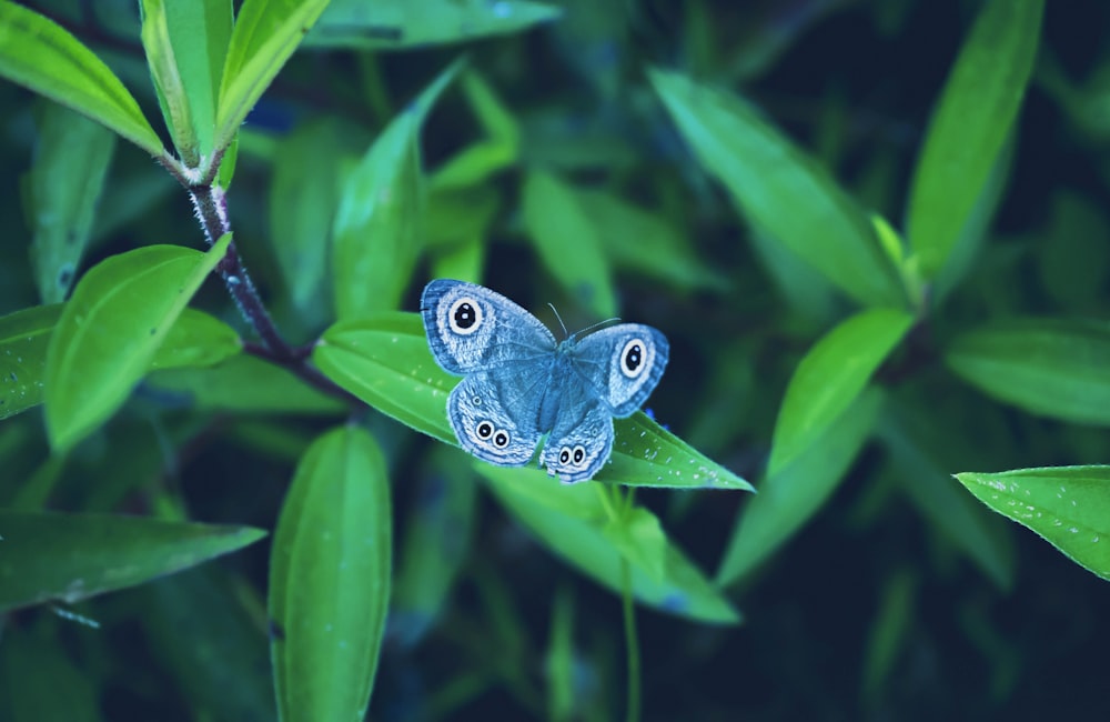 blue and black butterfly on green leaf