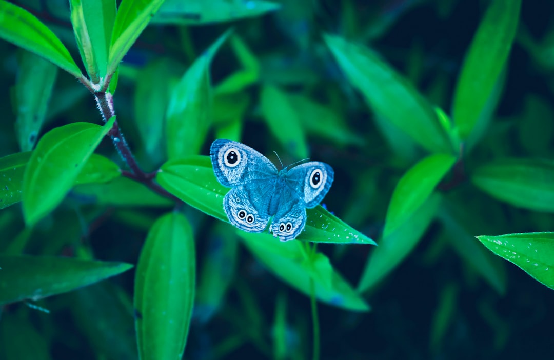 Butterfly Photography