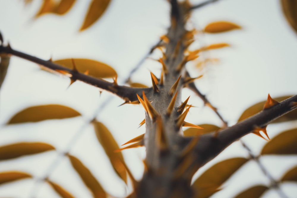 a close up of a tree branch with yellow leaves