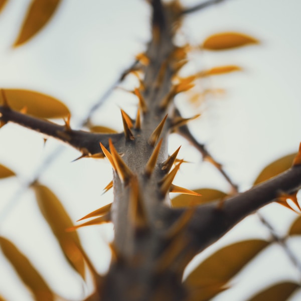 a close up of a tree branch with yellow leaves