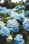 Hortênsias azuis em plena floração na Ilha de São Miguel, Açores, com folhas verdes vibrantes