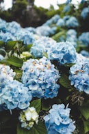 Hortênsias azuis em plena floração na Ilha de São Miguel, Açores, com folhas verdes vibrantes