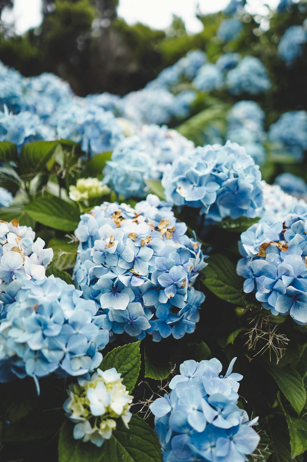 flores de pétalas azuis e brancas fotografia close-up