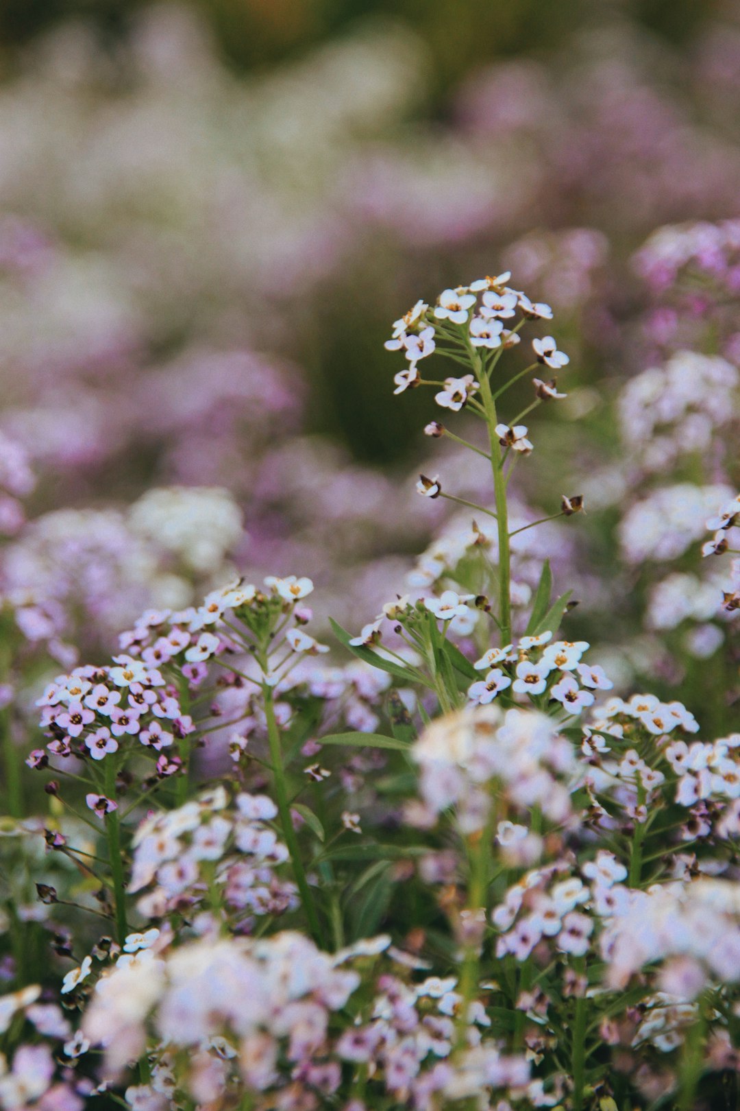 pink flowers