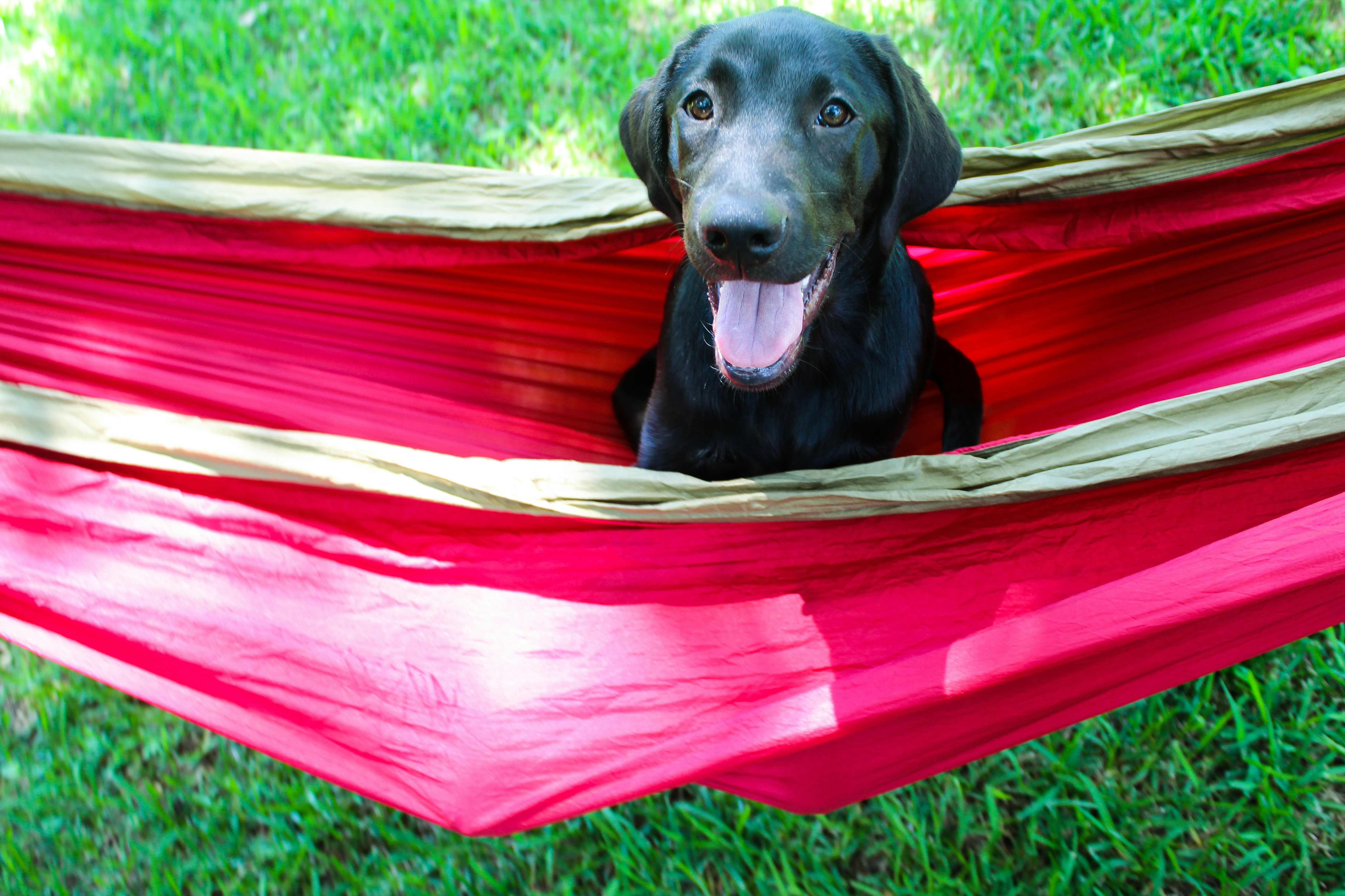 black dog