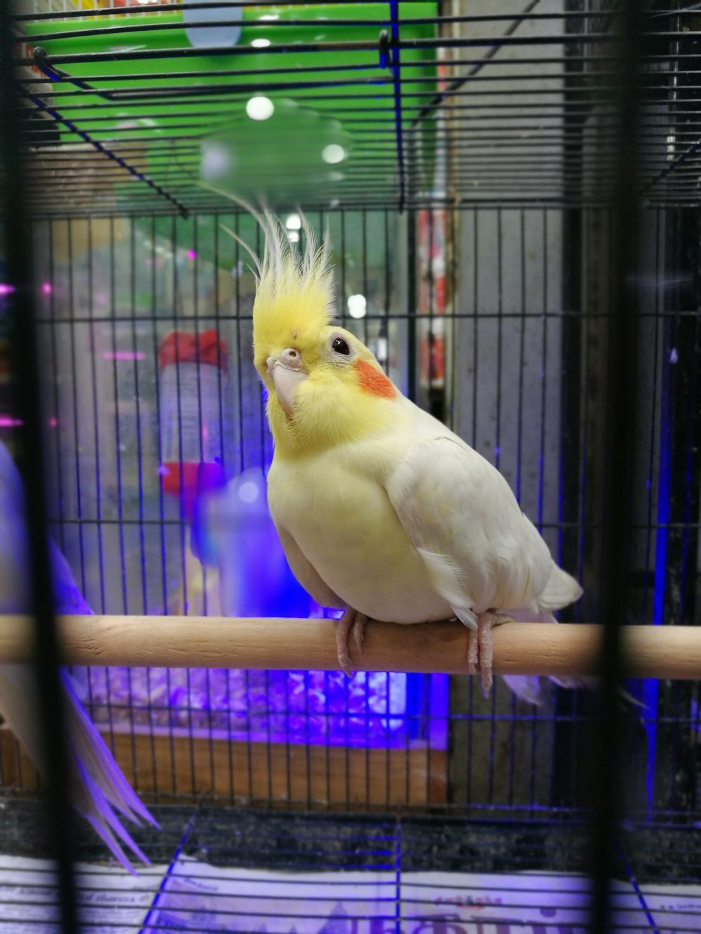 white and yellow cockatiel