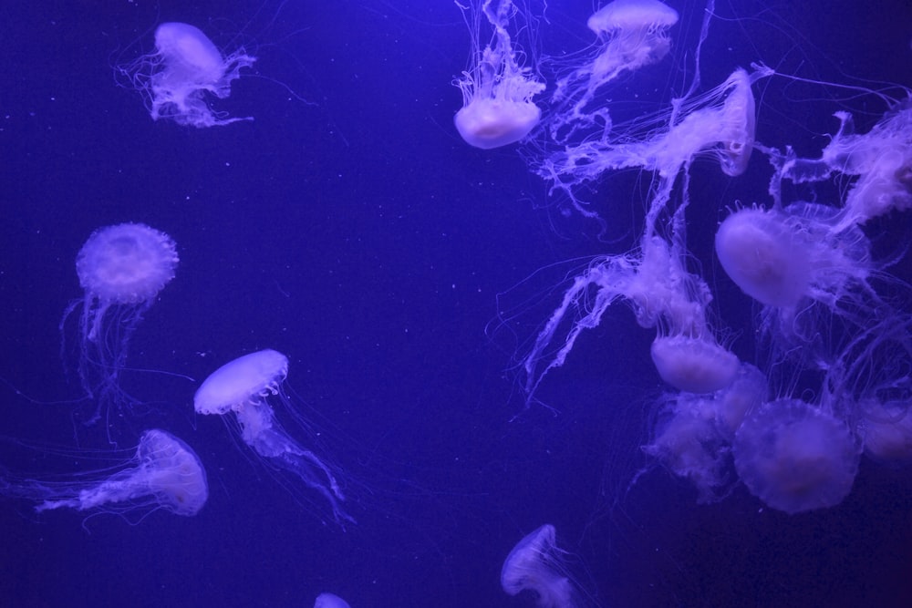 foto ravvicinata di medusa bianca