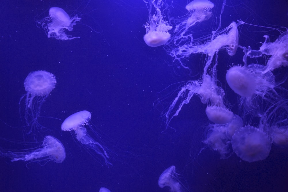 closeup photo of white jellyfish