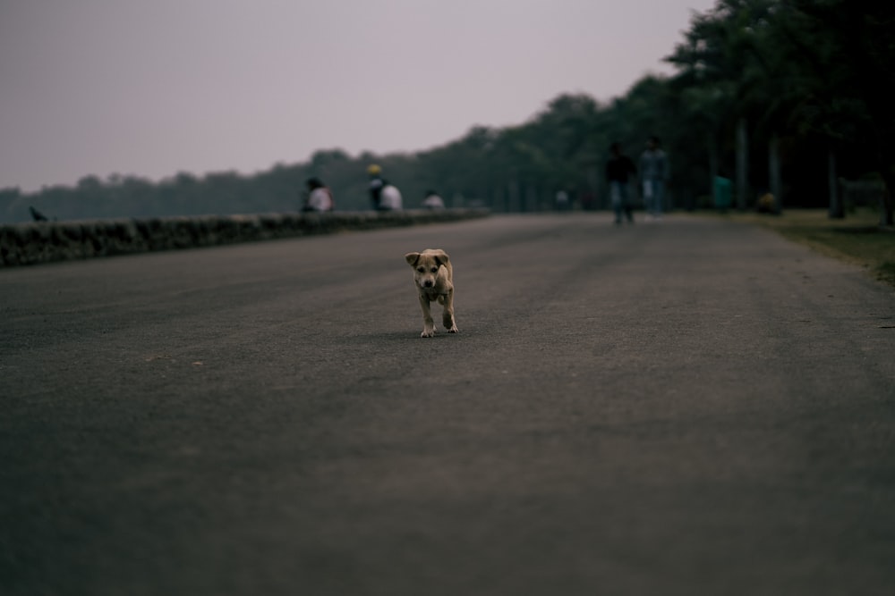 short-coated tan dog walking on road