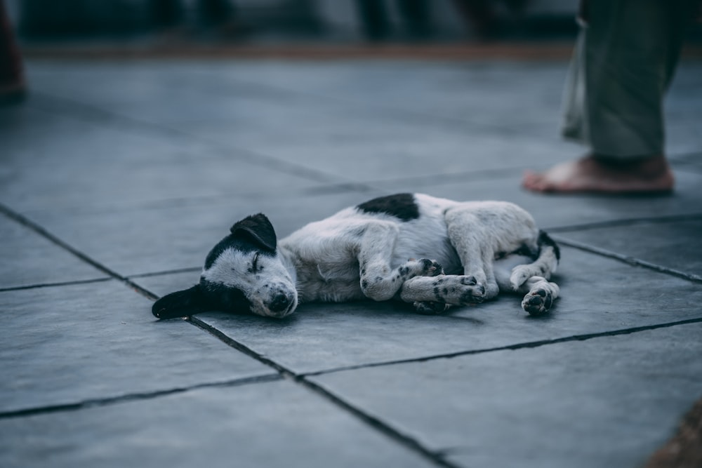 short-coated white dog