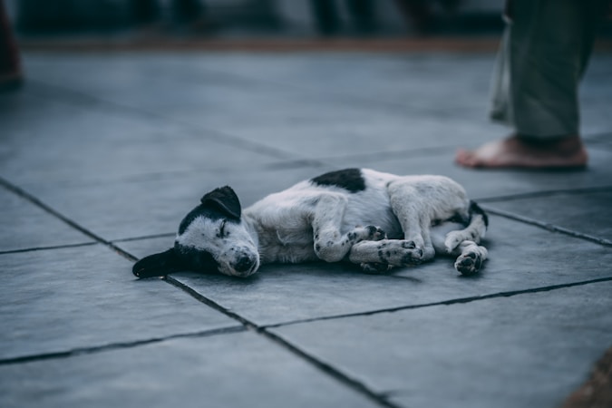 Port of Spain, Trinidad and Tobago — stroller score 54/100