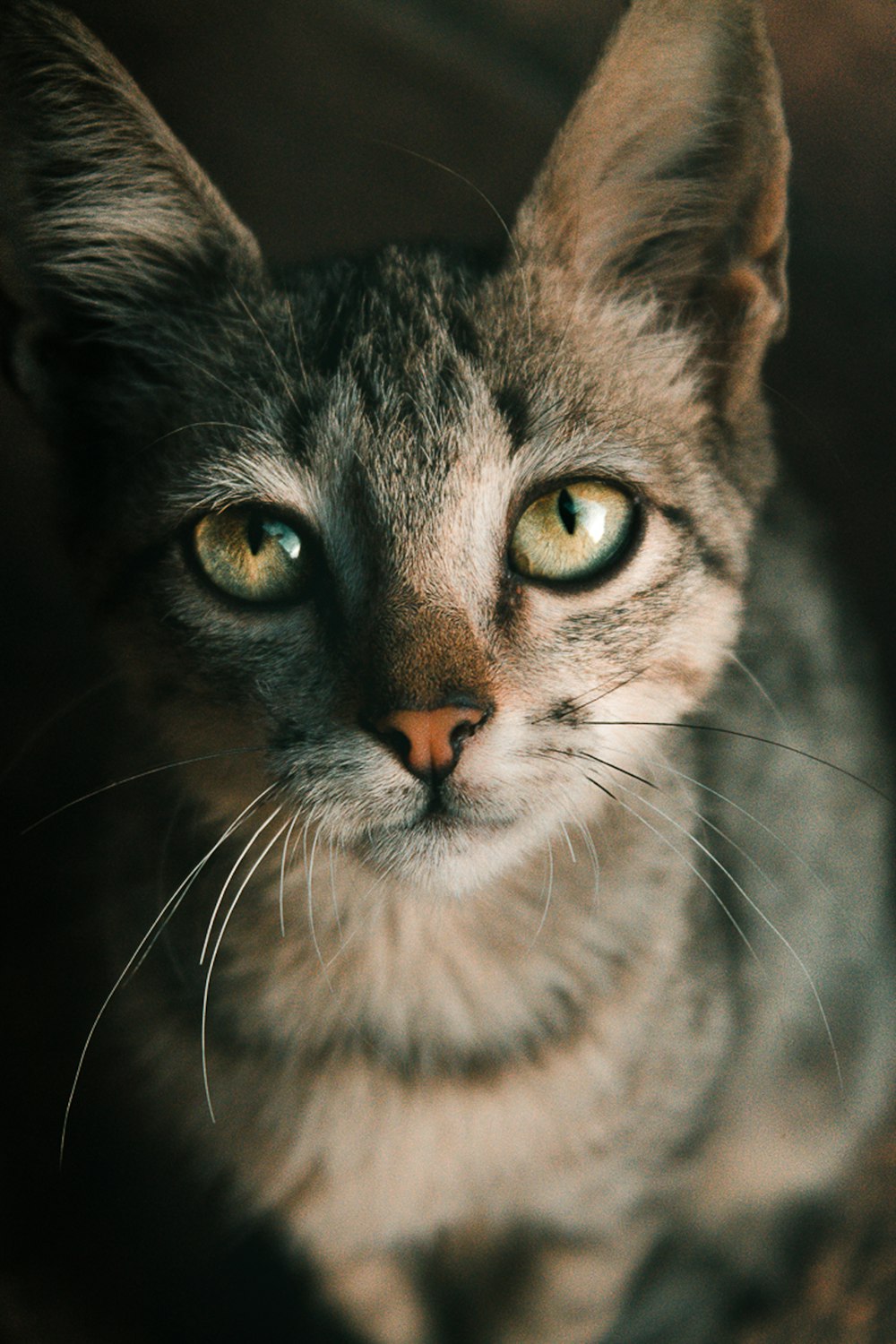 a close up of a cat with green eyes