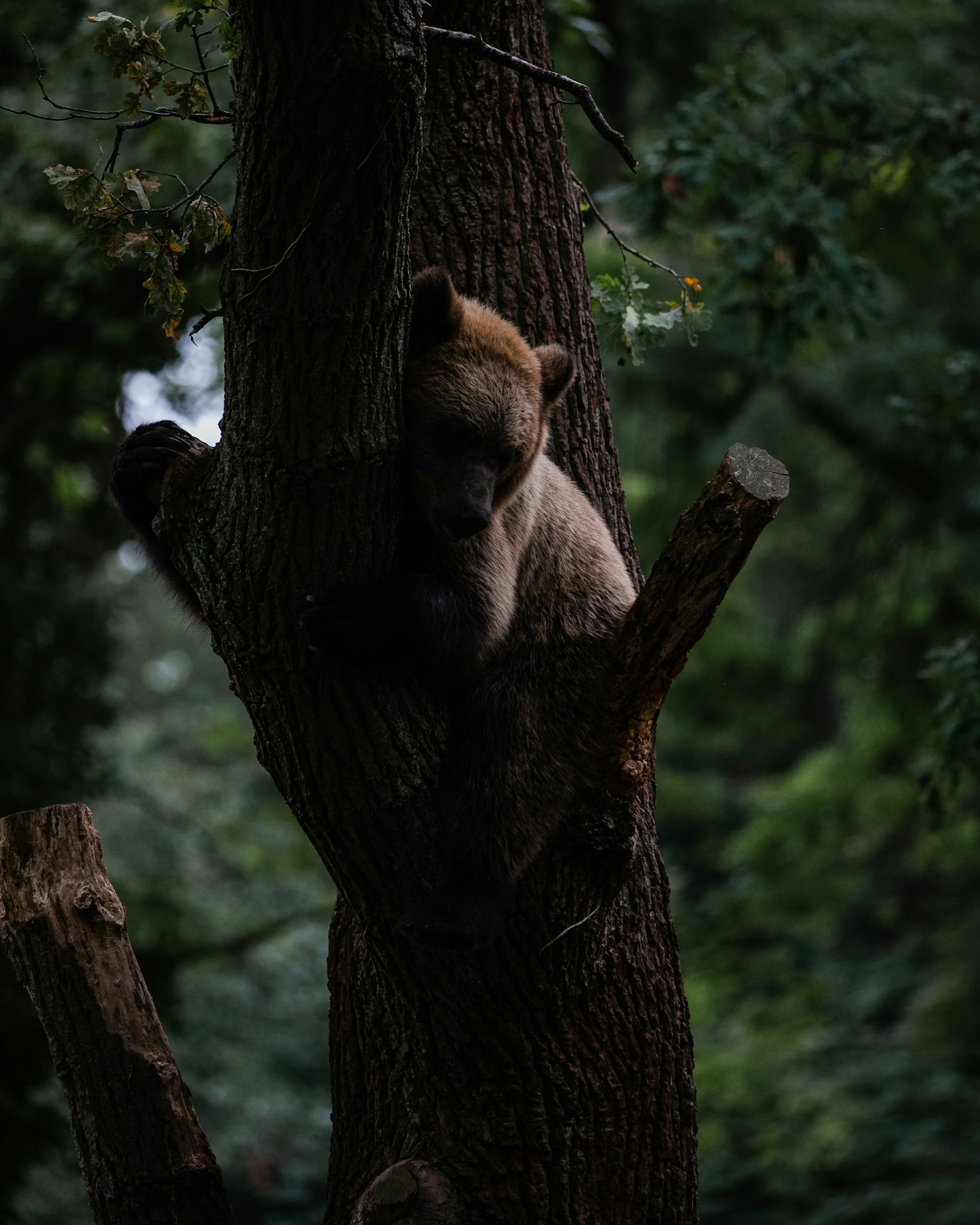 Canon EOS 5D Mark IV + Canon EF 100-400mm F4.5-5.6L IS II USM sample photo. Brown bear lying on photography