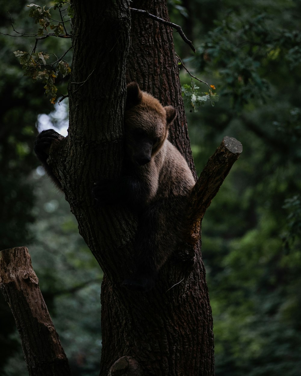 brown bear lying on tree