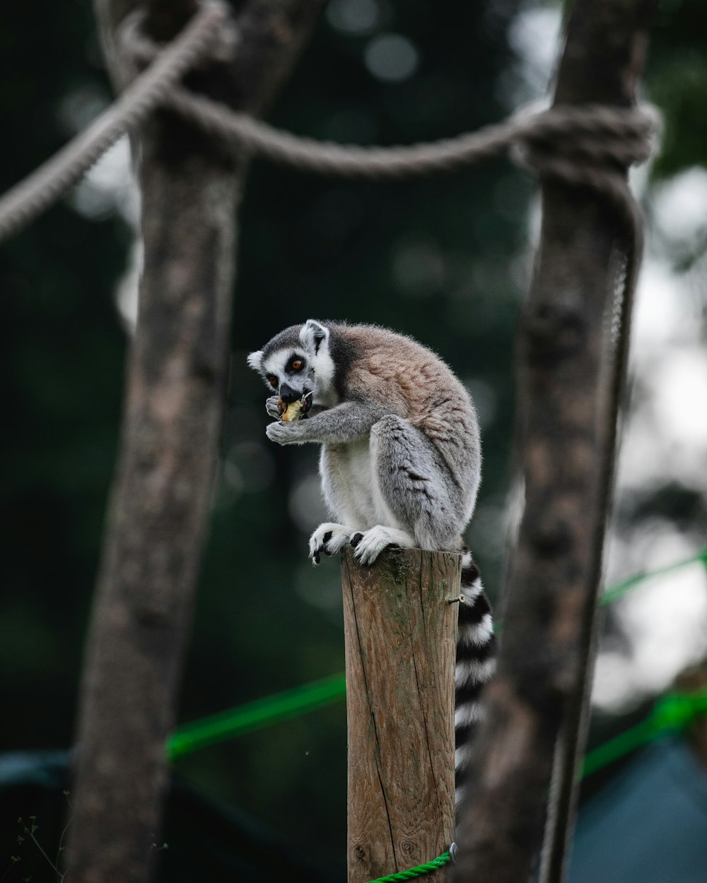 lemur eating and sitting on wooden post