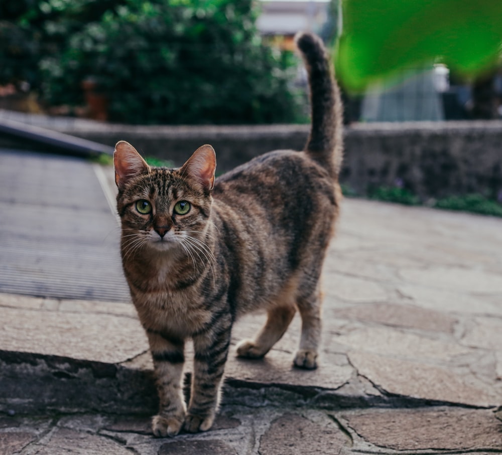 brown cat