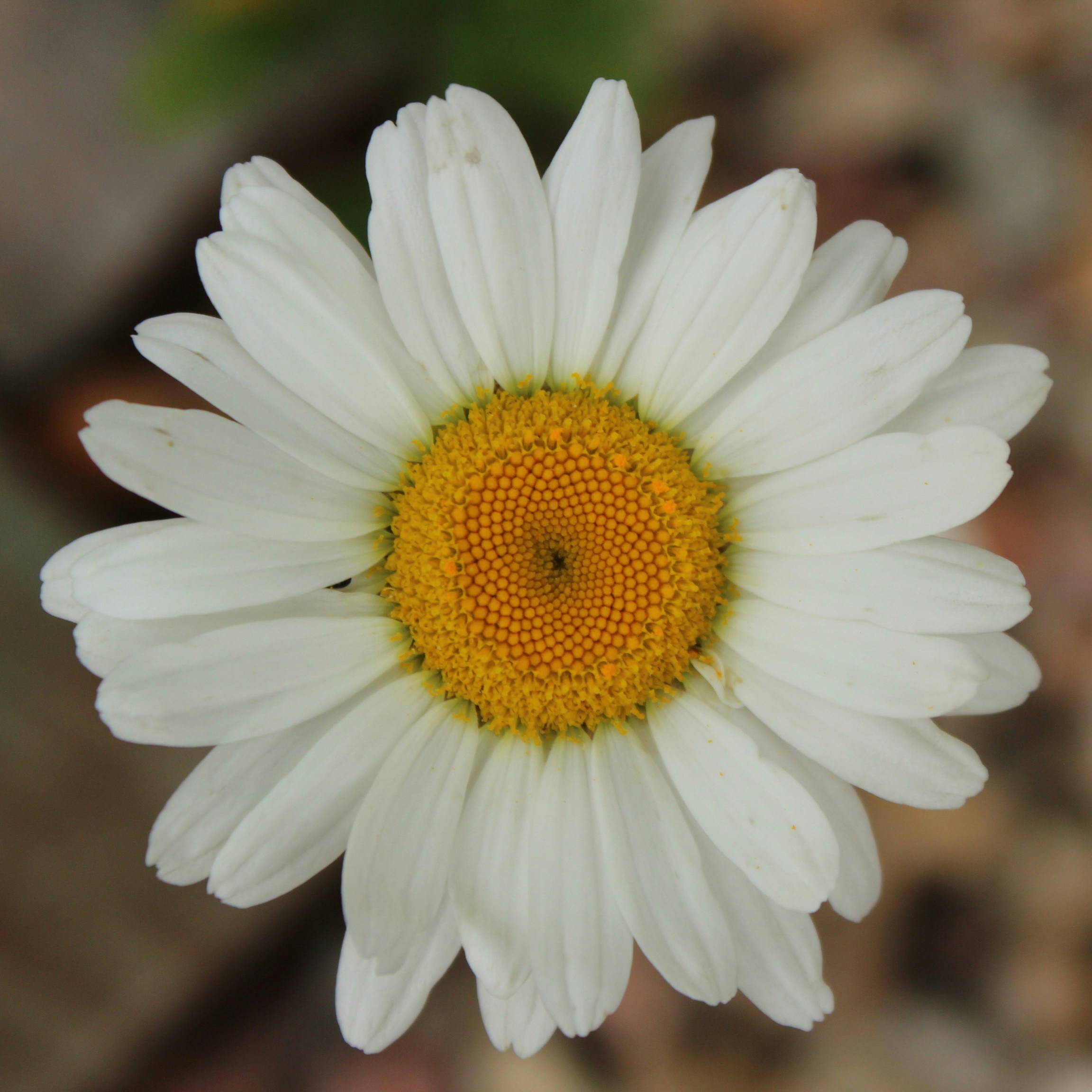 white daisy