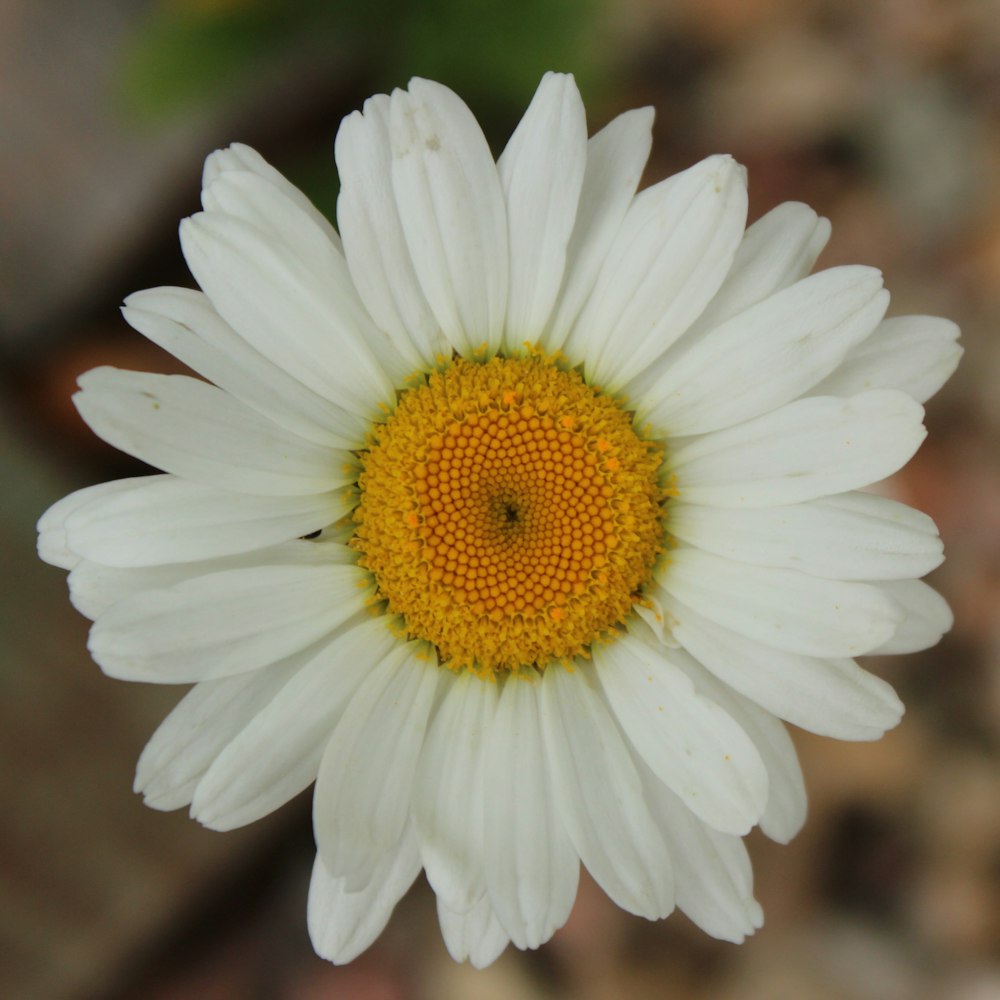 flor branca da margarida