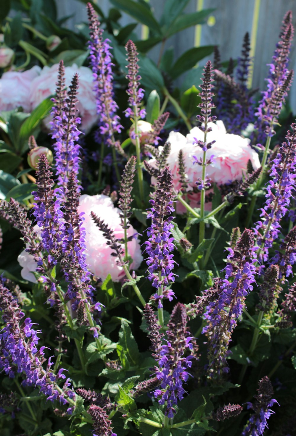 lavender flowers