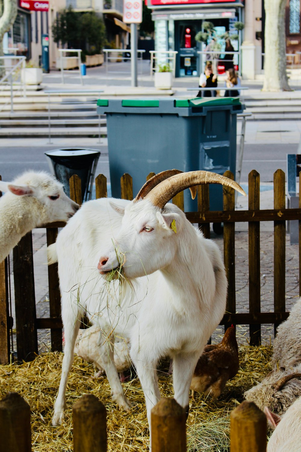 white goat between fence