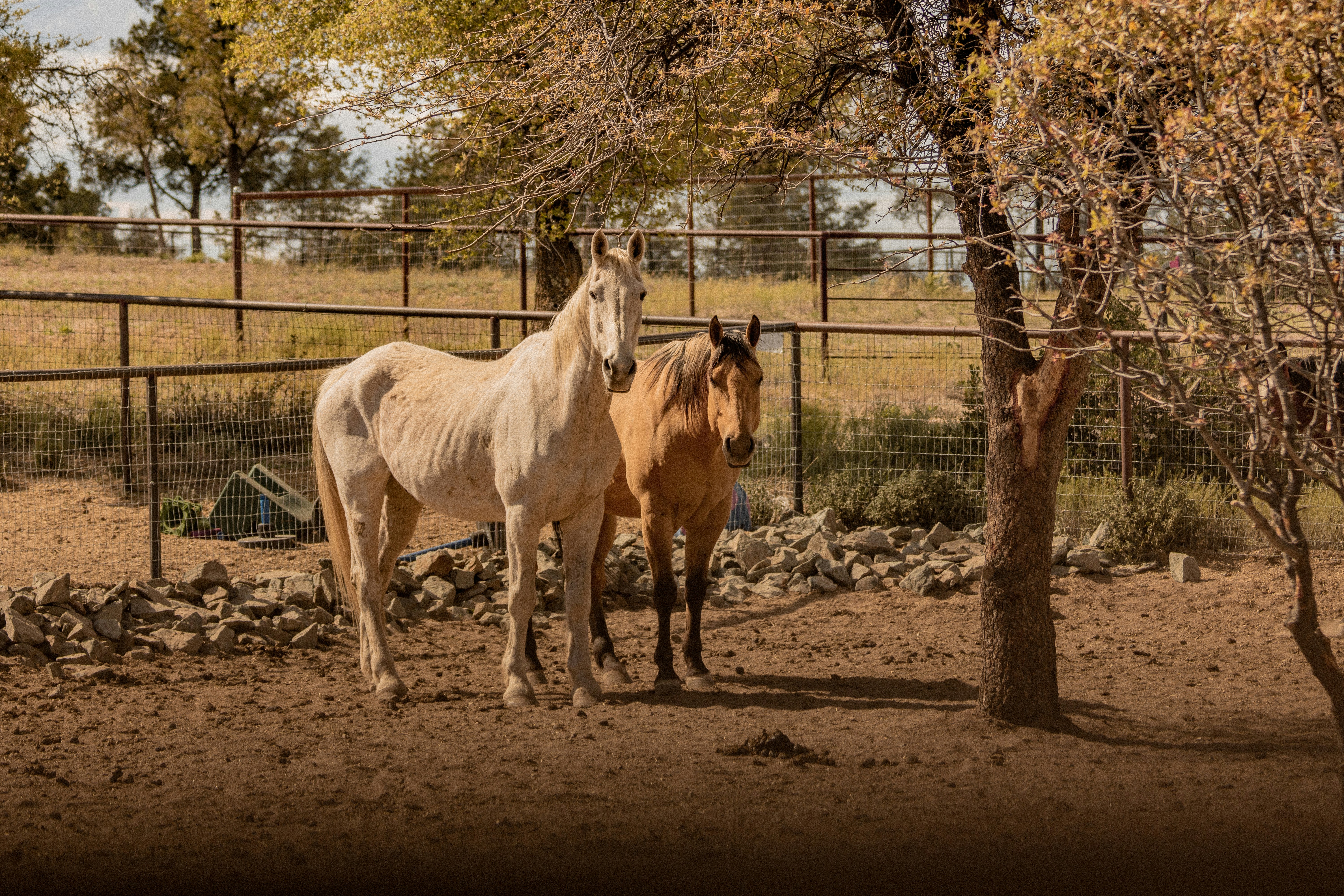 two brown and white horse near fence