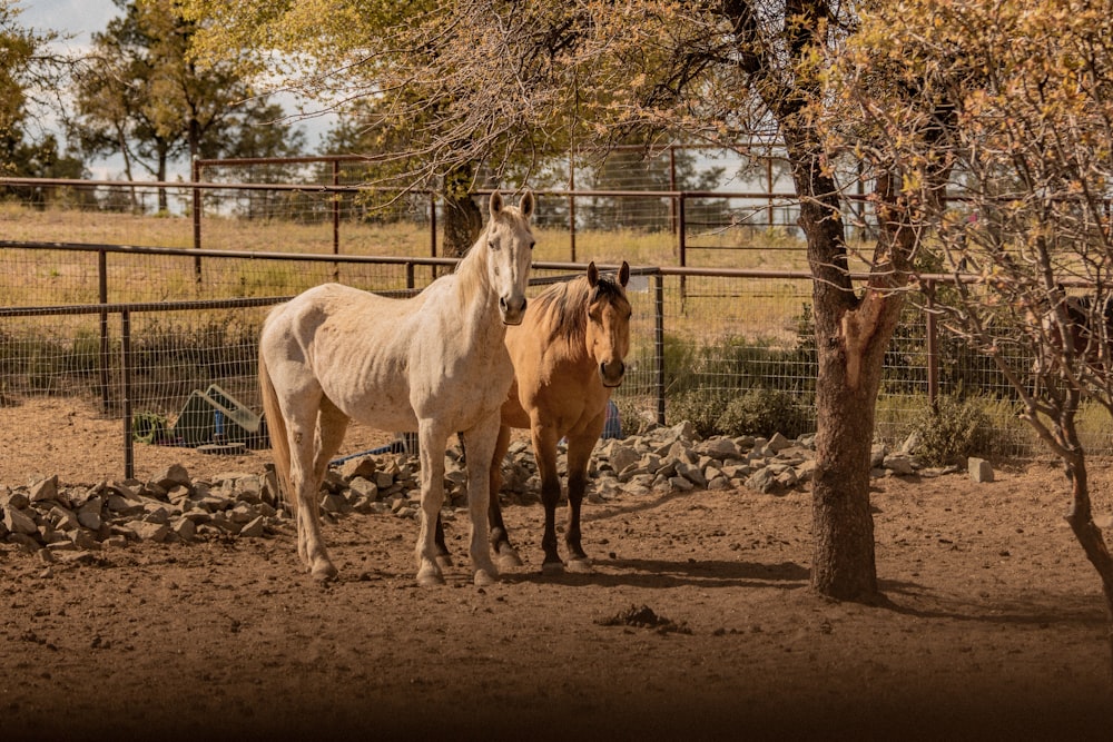 two brown and white horse near fence