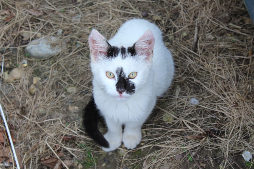 cat sitting on grass