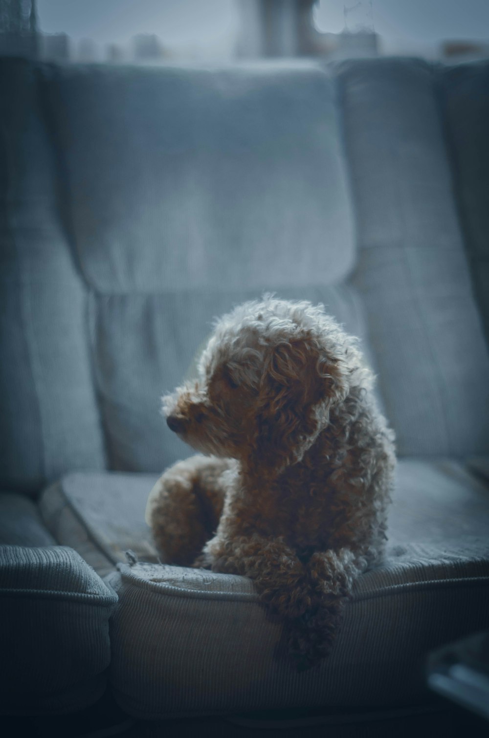 selective focus photo of small short-coated white dog