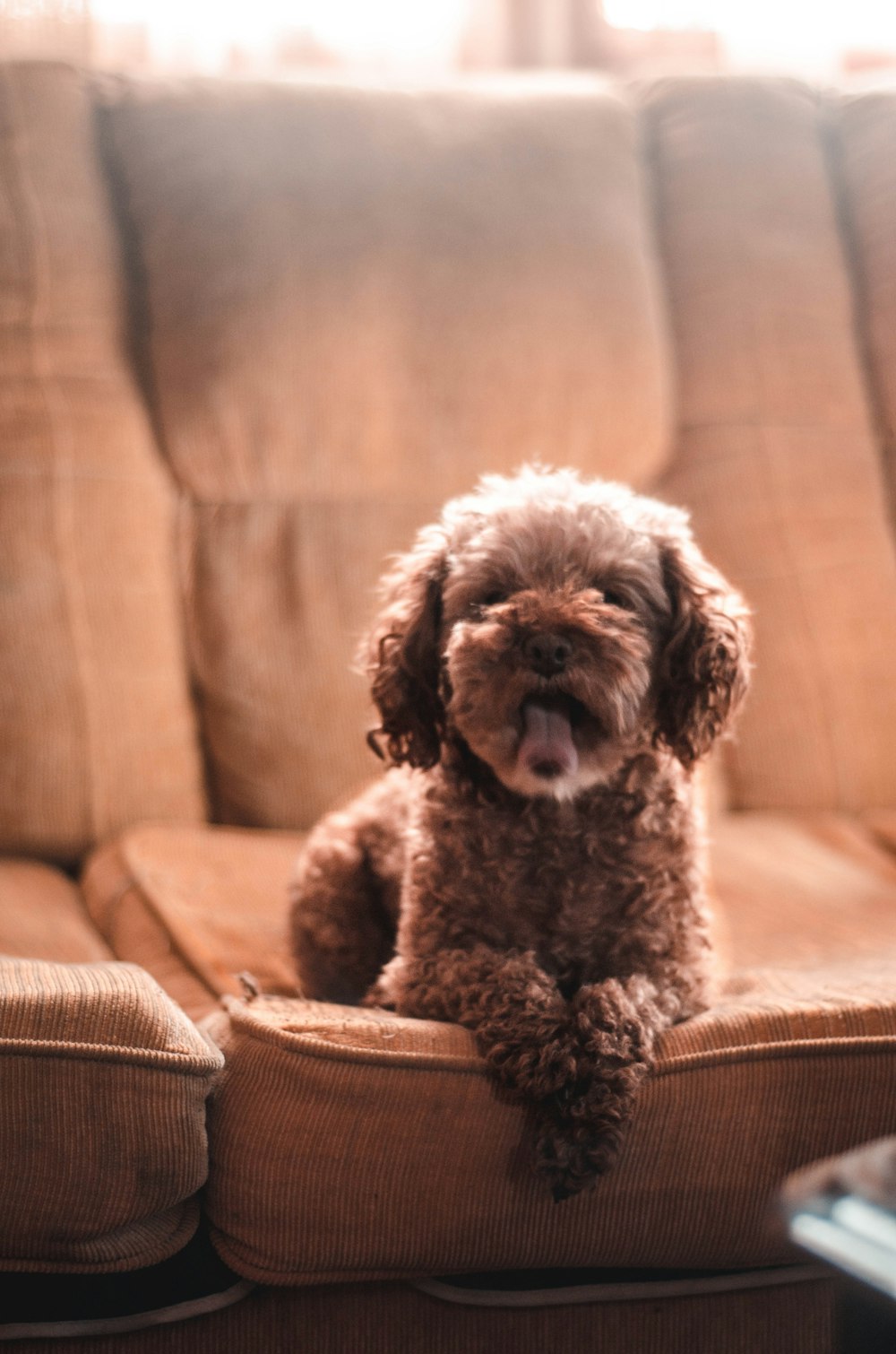 Cão marrom deitado no sofá de tecido