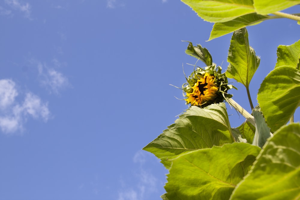 yellow sunflower