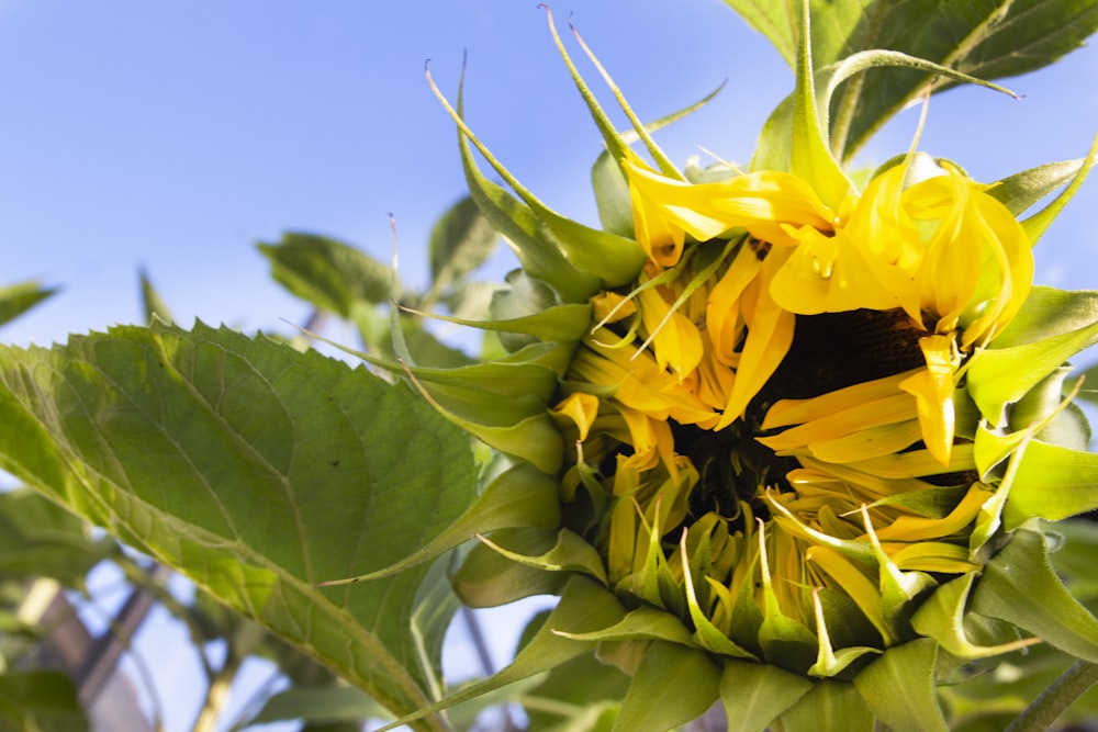 Gelbe Sonnenblume in der Makrofotografie