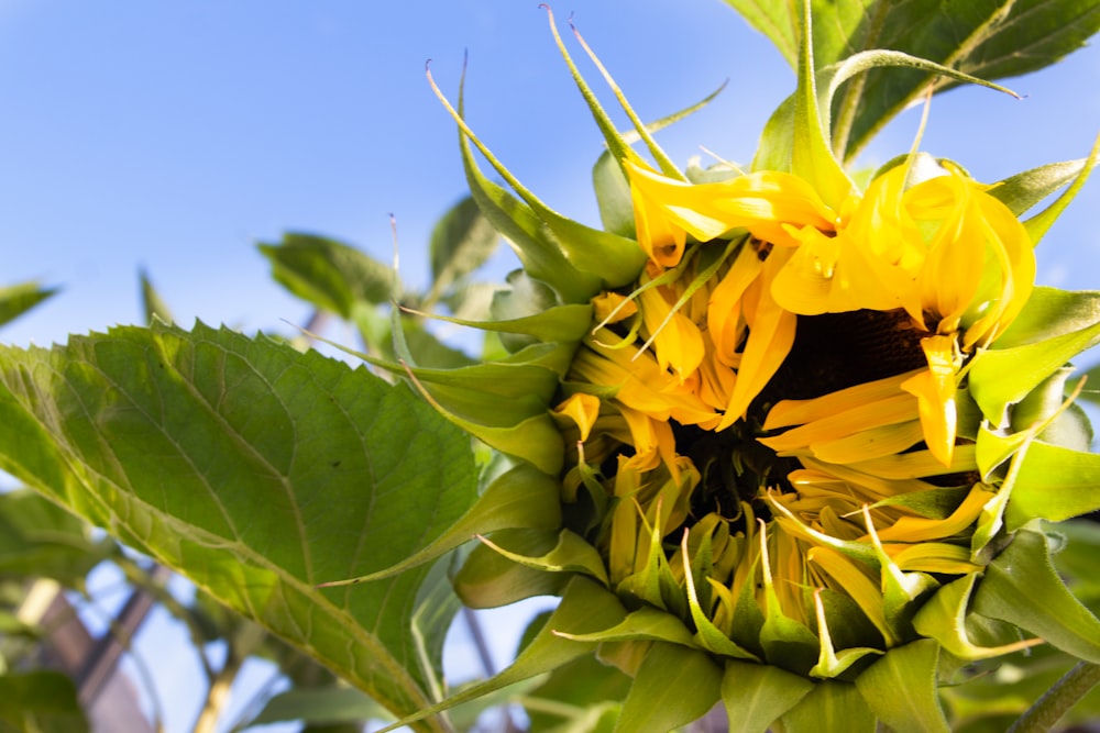yellow sunflower in macro photography